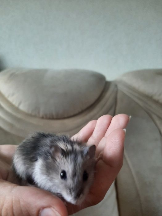 Хомяк джунгарський