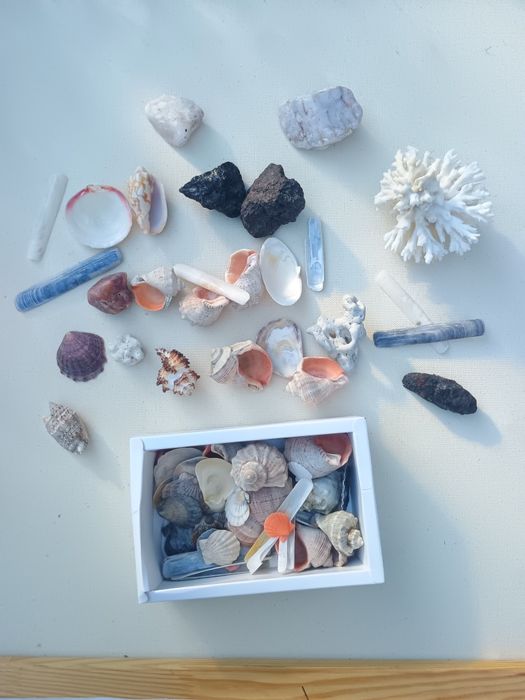 Корал ракушка до акваріума