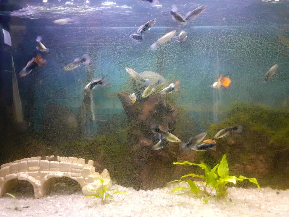 plantas e  musgo de java para aquario