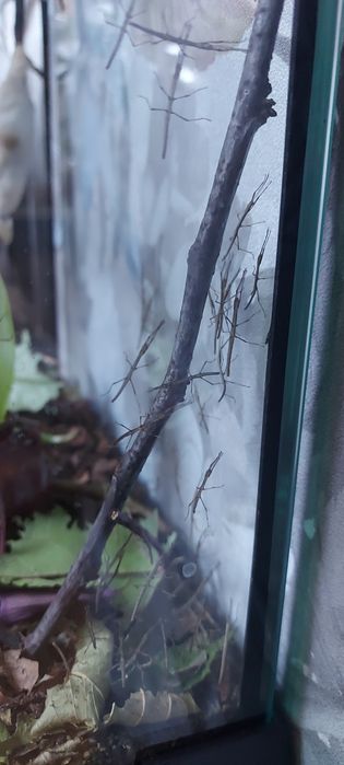 Młode patyczaki GRATIS