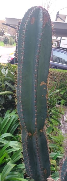 Cactos Cereus jamacaru
