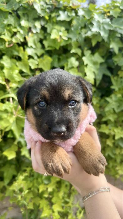 Cães bebés para adoção responsável