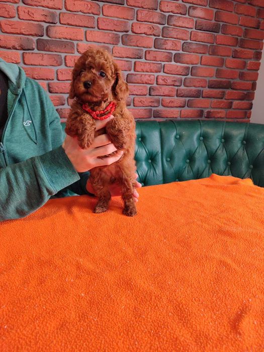 Дуже круті цуценятка той пудель з доставкою у Ваше містоо