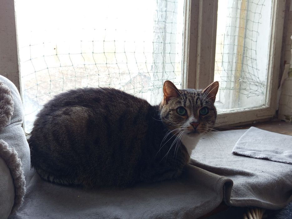 Norisek w poszukiwaniu domku