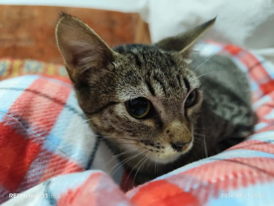 gatinho muito meigo para adoção