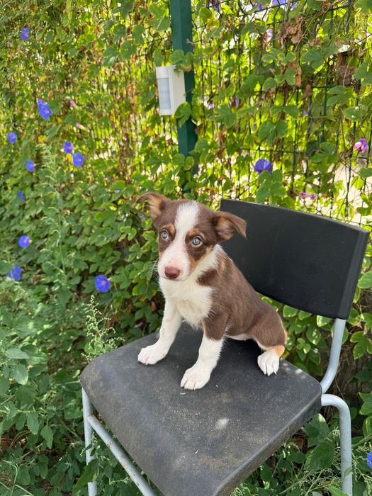 Menina Border Collie Chocolate Tricolor
