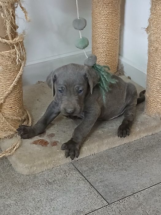 Wyżeł Weimarski śliczny piesek