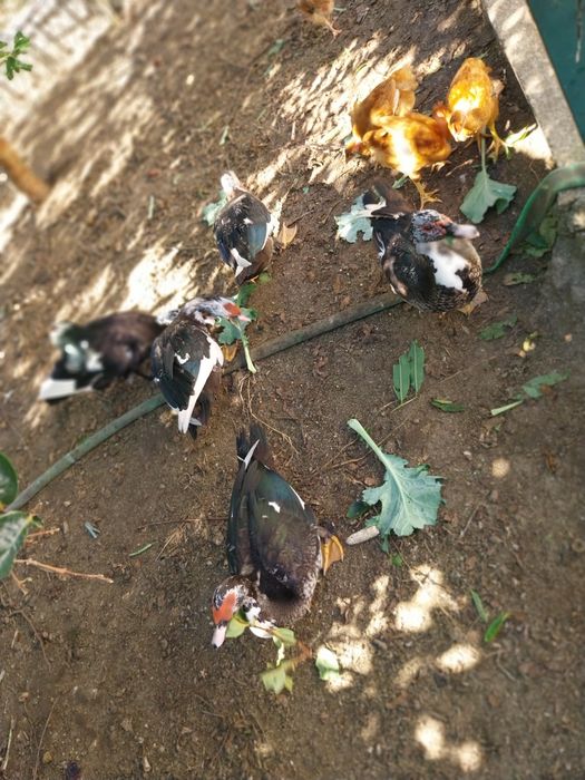 Vende-se 5 patos machos