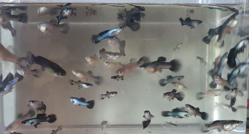 Gupik Endlera Panda wysyłka