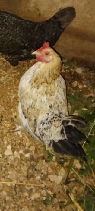 Vendo galinha da Índia