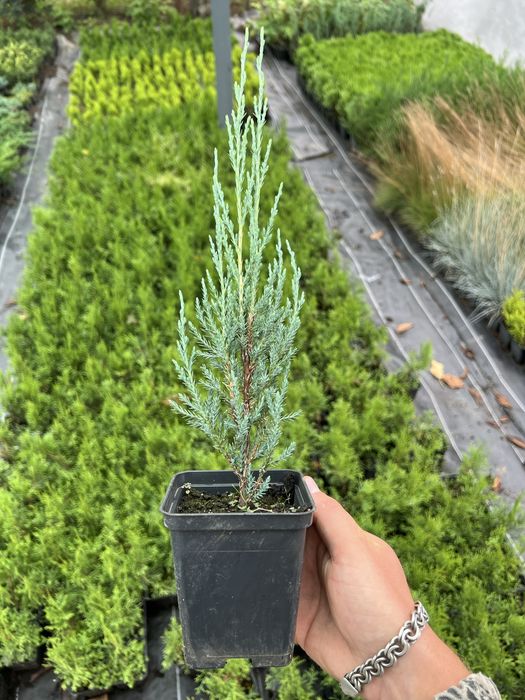 Ялинка,гортензія,туя смарагд,ялівець, кипарис, спірея, бересклет, тис