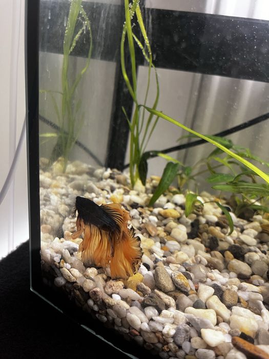 Super piękny samiec bojownika