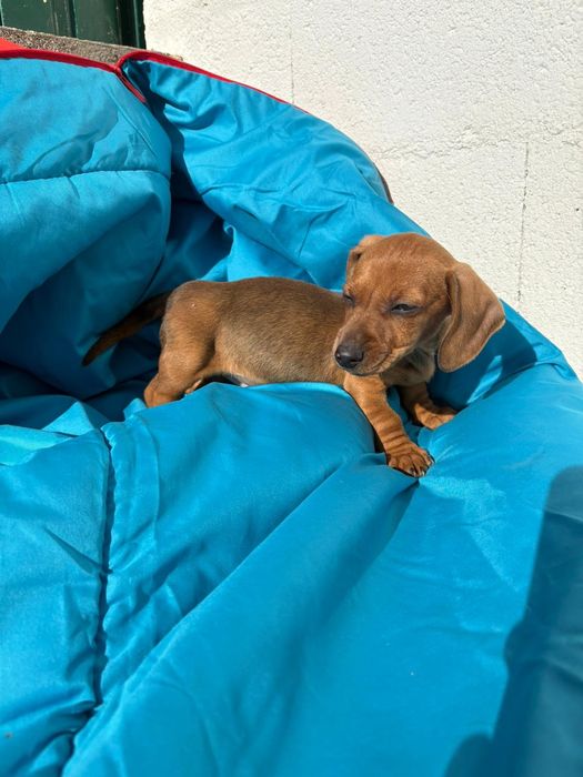 Teckel Miniatura pelo curto