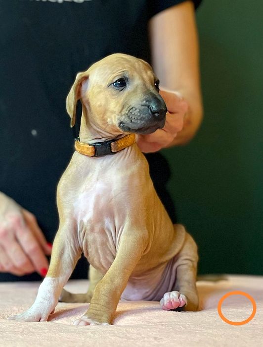 Chart afrykański-Azawakh