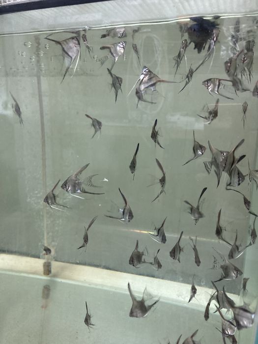 Даніо Скалярія Гурамі Цихліда Барбус Гупі Мечоносець акваріумні рибки