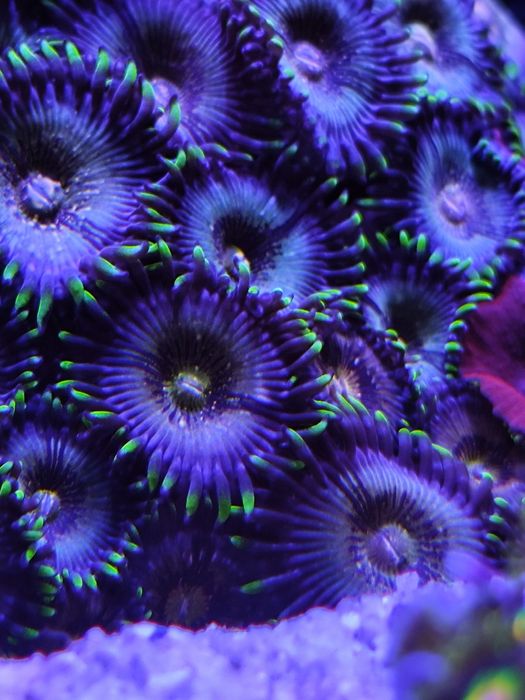 Zoanthus Nirvana koralowiec miekki