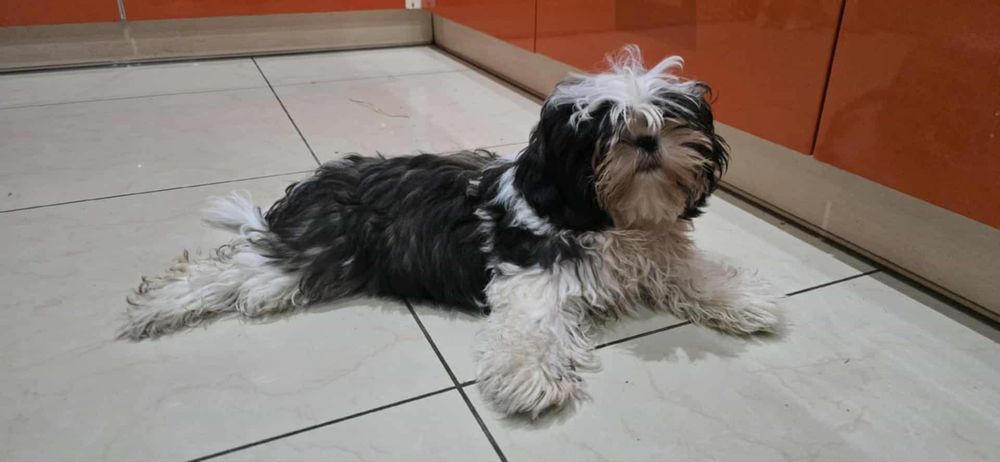 Shih tzu szczenię