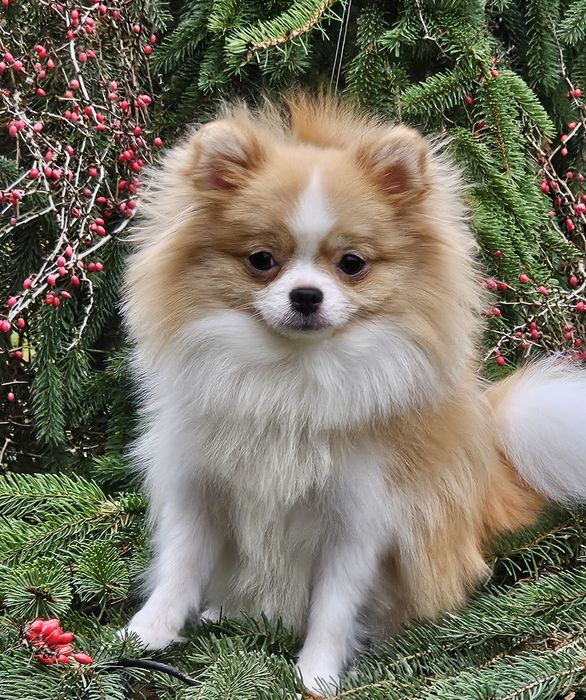 Przepiękna suczka mini pomeranian 1 rok