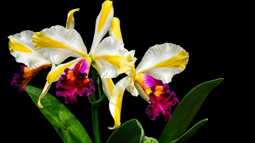 Orquídea Cattleya Happy Holidays