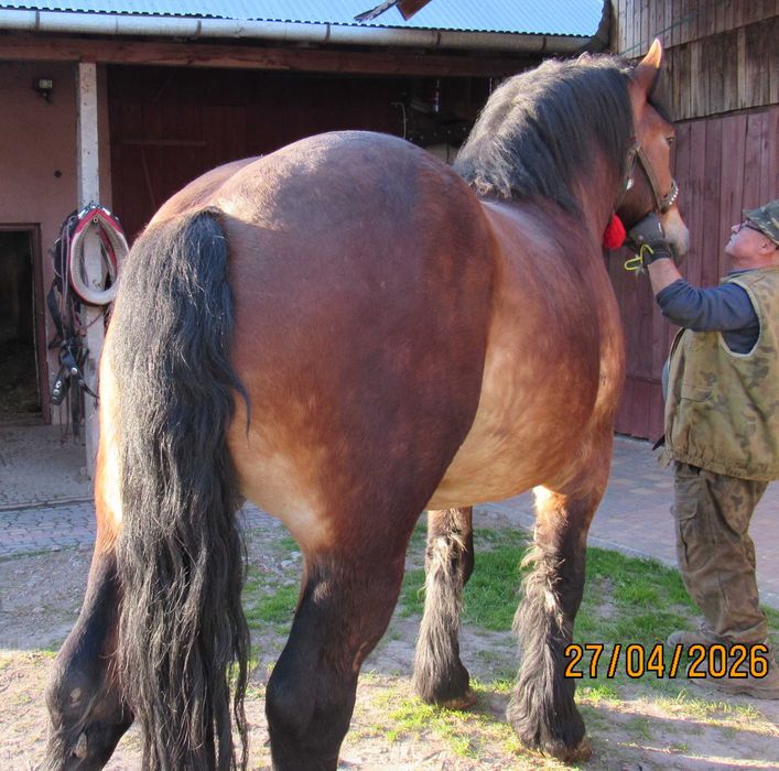 Wałach zimnokrwisty