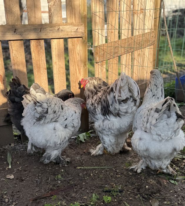 Ovos Férteis para Incubação e galinhas/pintos de várias raças