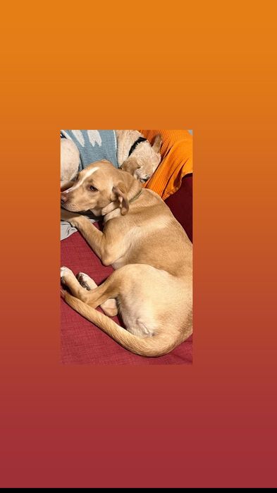 Dou cadelinha pra adopção.8 meses.meiga