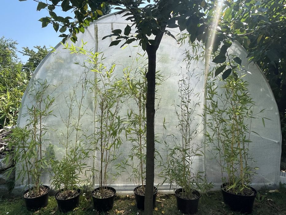 bambus phyllostachys aureosulcata aureocaulis