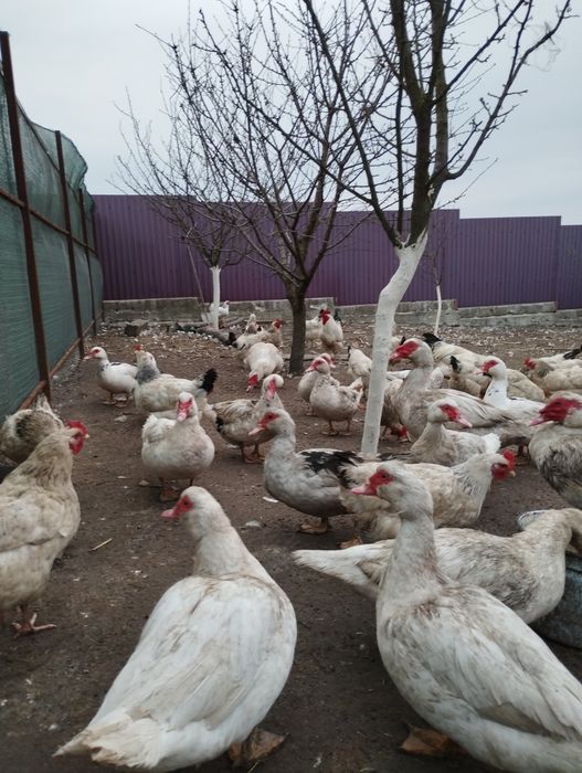 Індокачки (шипун)