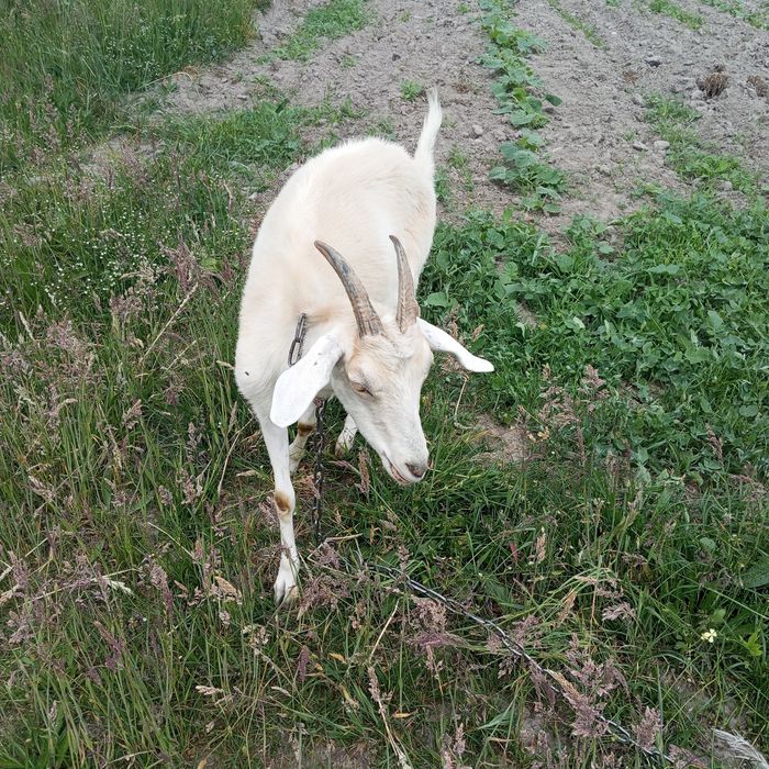Кози  дійні продаж