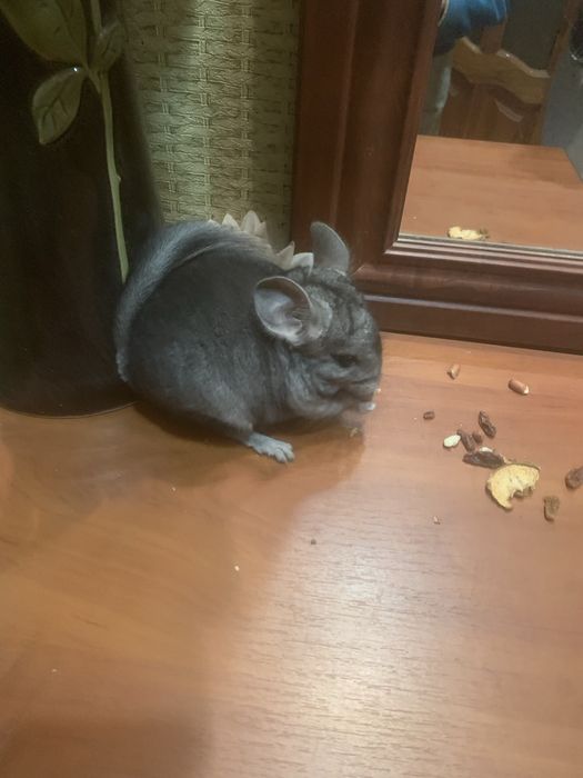 Домашні ручні гризуни