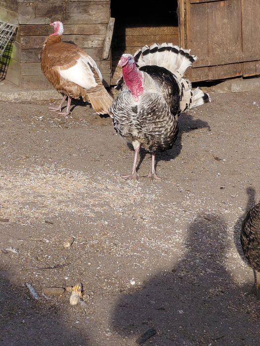 Jaja lęgowe indyków