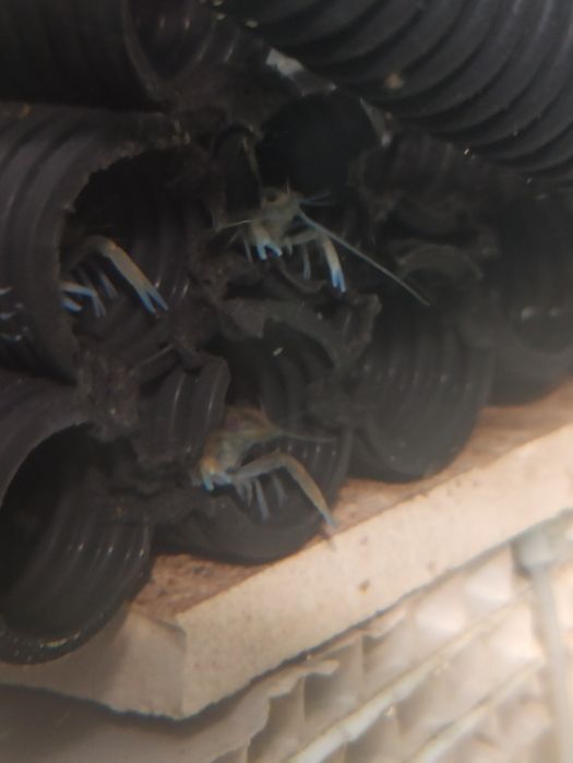 Раки австралійські