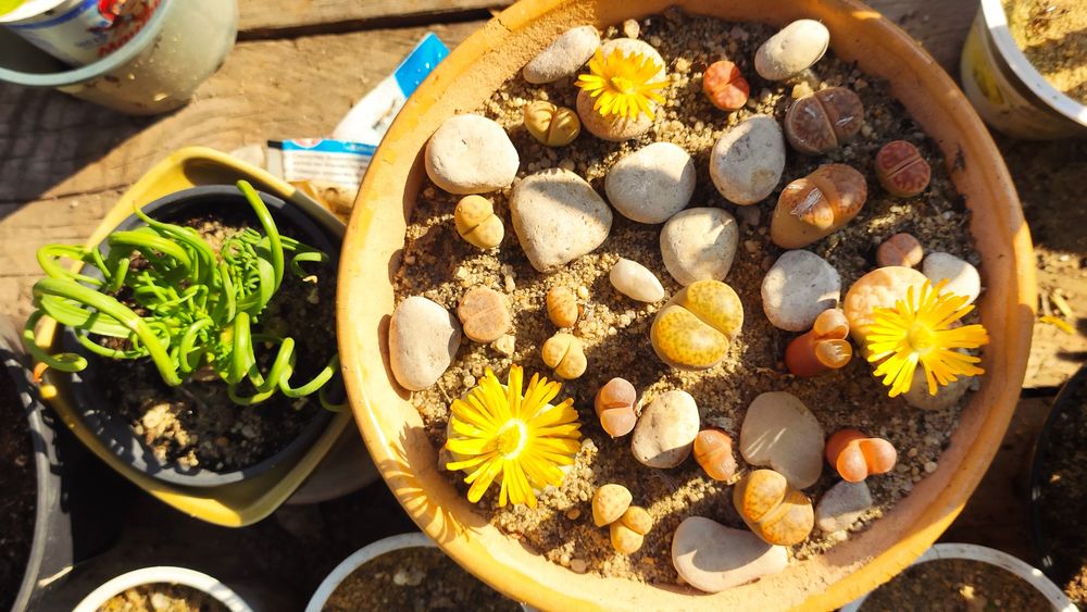 Насіння літопсів