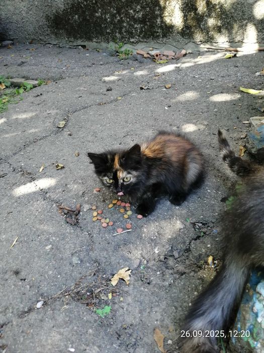 Котята. Отдам. Дніпро