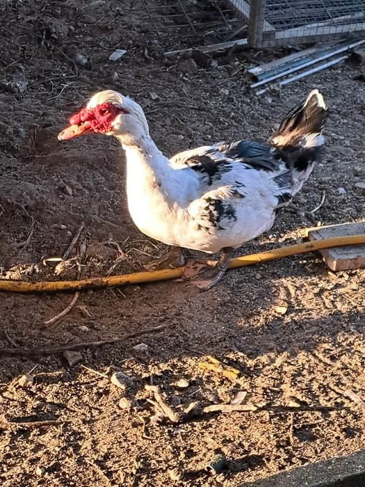 Patos mudos para venda