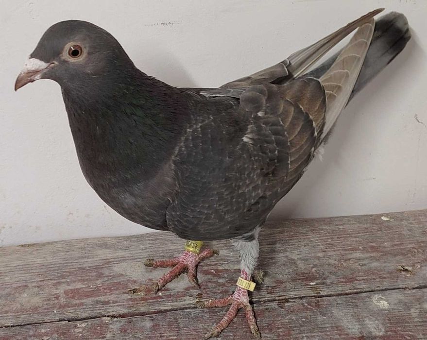 Pocztowy, pocztowe, pocztowych, fabry, fabrów, glazer