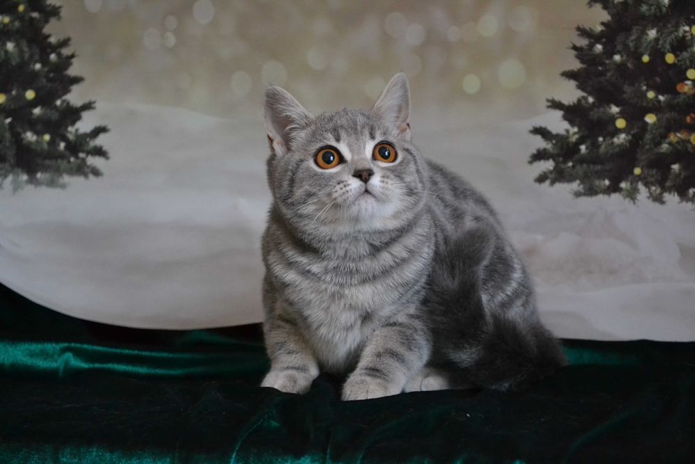 Шотландська Снігуронька