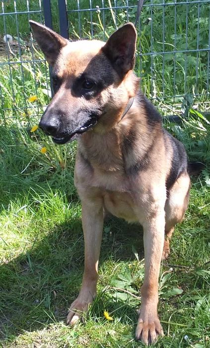 Mupek pies w typie owczarka niemieckiego do adopcji