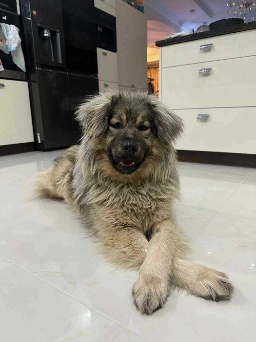 Suczka Kasandra szuka kochającego domu