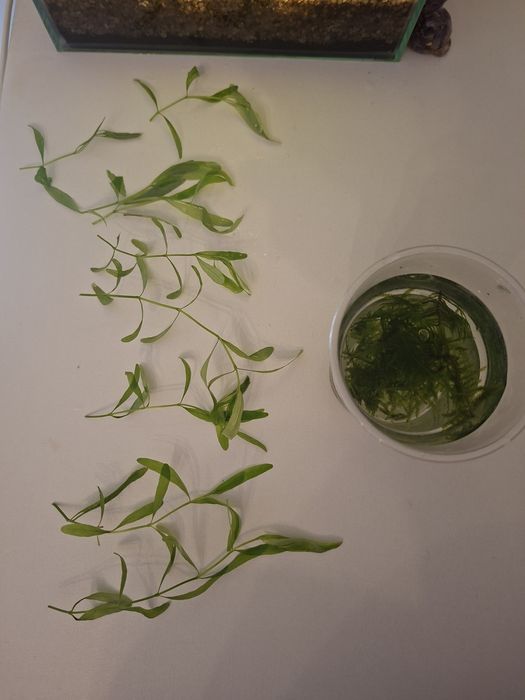 Rośliny akwariowe z przycinki mech peacock moss + hygrophila polysperma