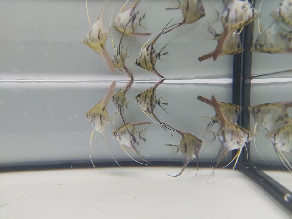 Sprzedam skalara skalary