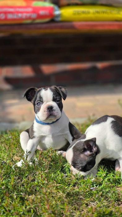 Boston terrier z rodowodem