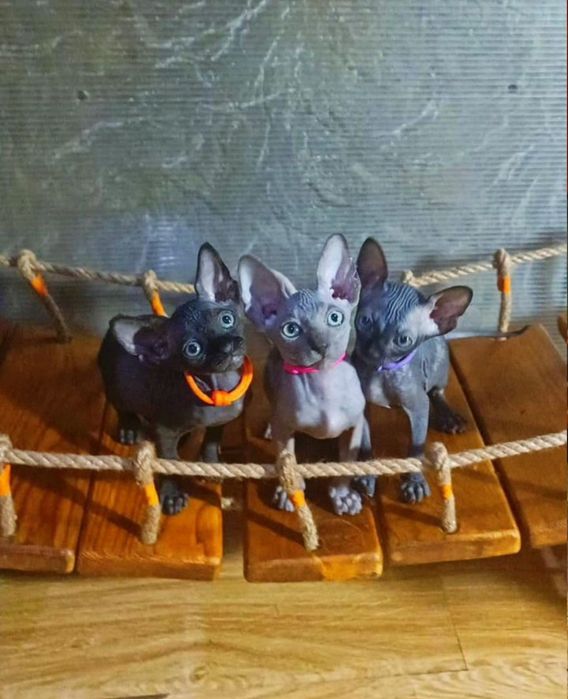 Канадські сфінкси з блакитними очима