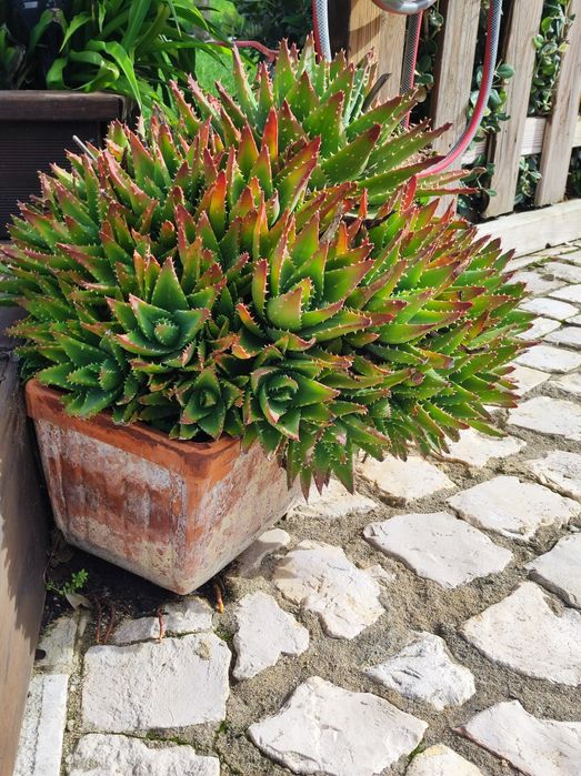 Cacto em vaso de barro
