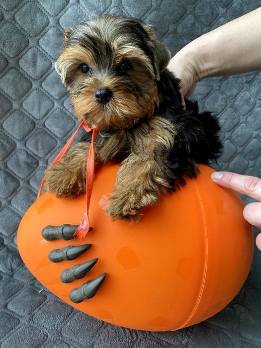 Йорки гарнесенькі