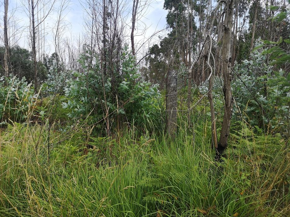 Terreno Pinhal e eucalipto