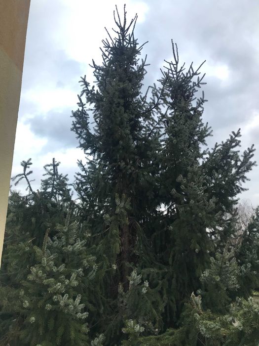 Żywy świerk srebny. Choinka na święta.