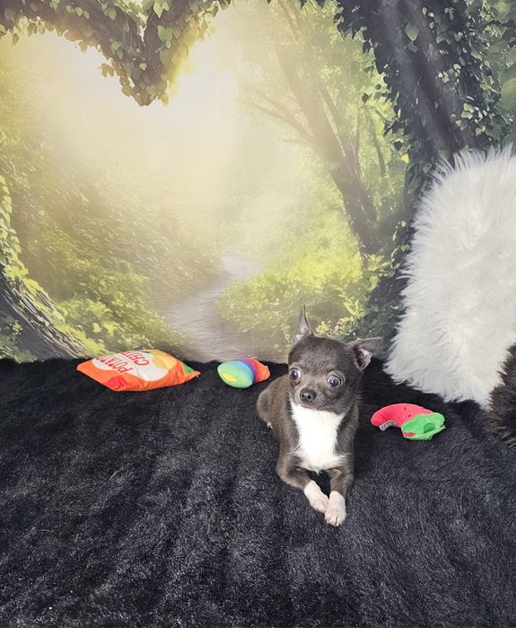 **Piesek 1,6 kg chihuahua niebieski z białym**