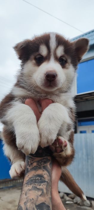 Дозволь подарувати собі радість
