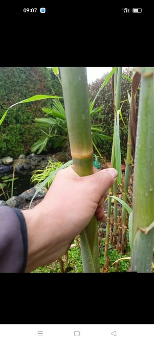 agawa trachykarpus  bananowiec i inne